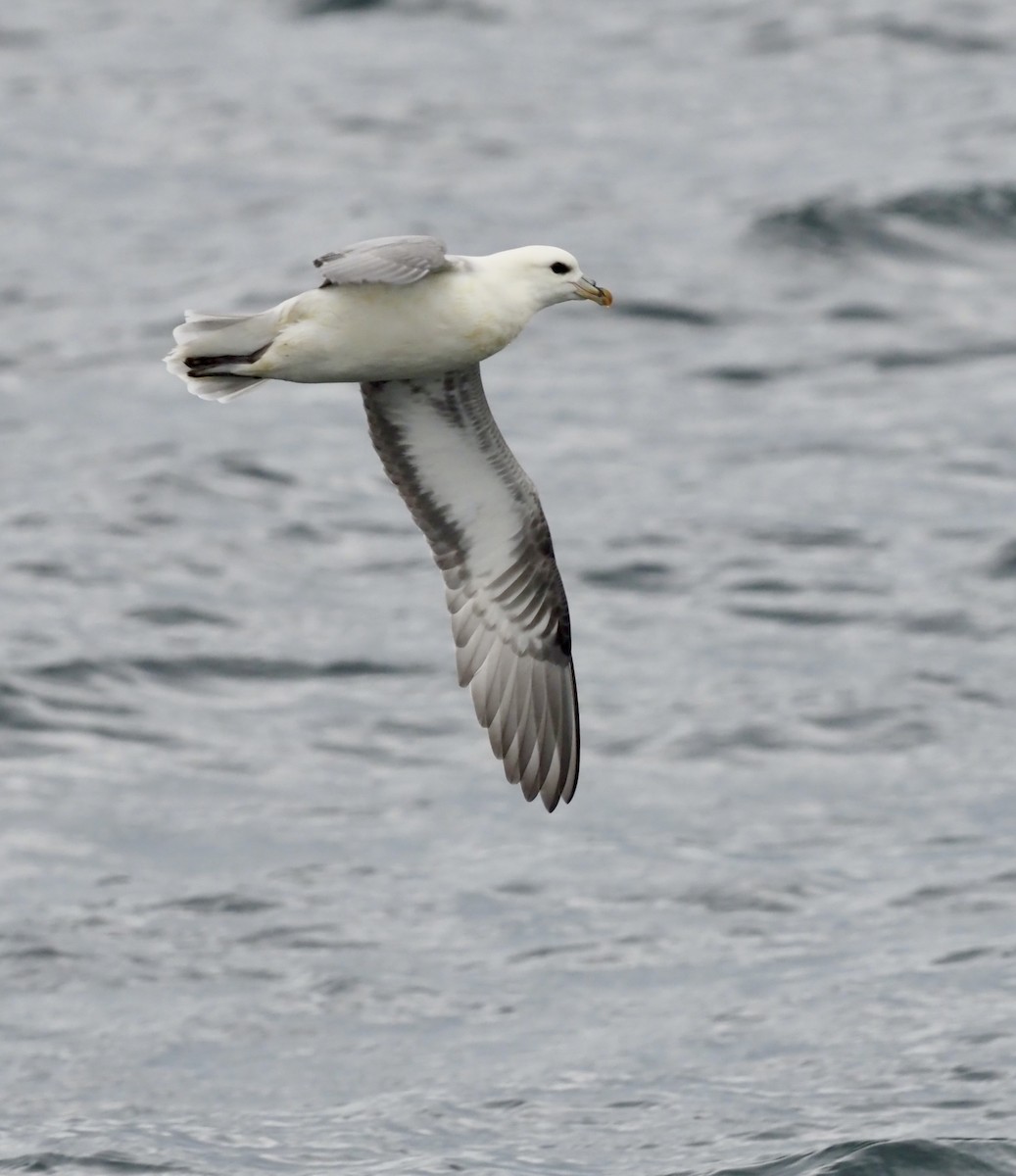 buřňák lední - ML623378110