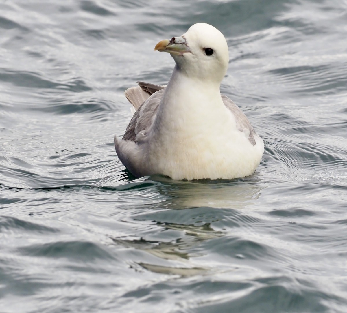 buřňák lední - ML623378111