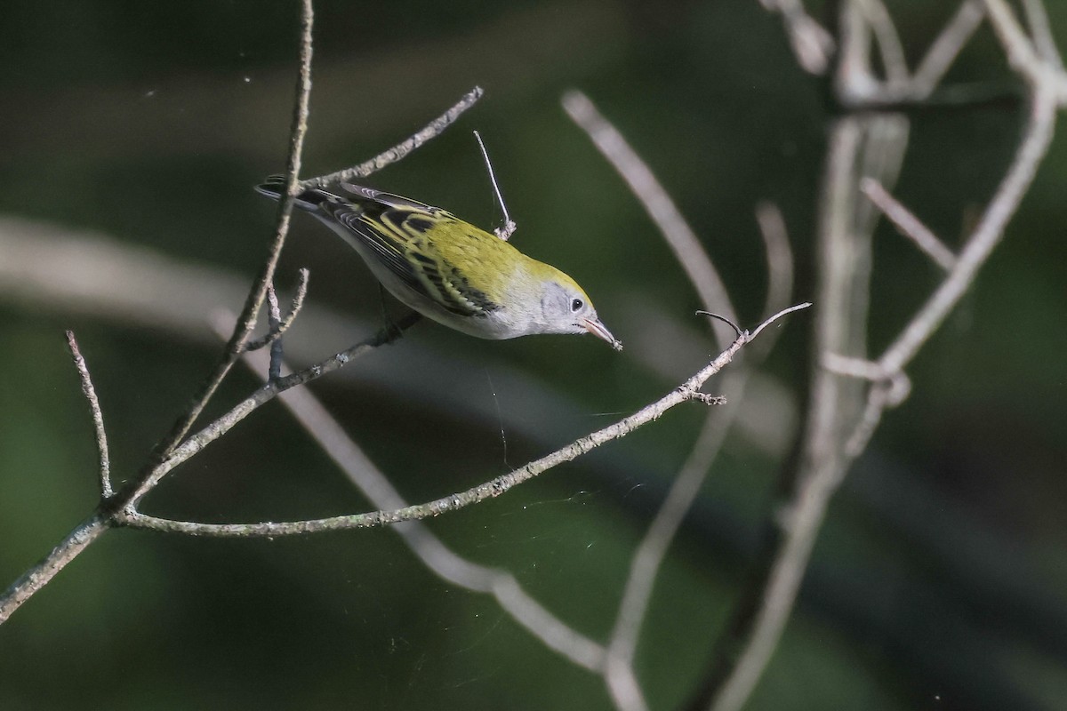 Chestnut-sided Warbler - ML623378114