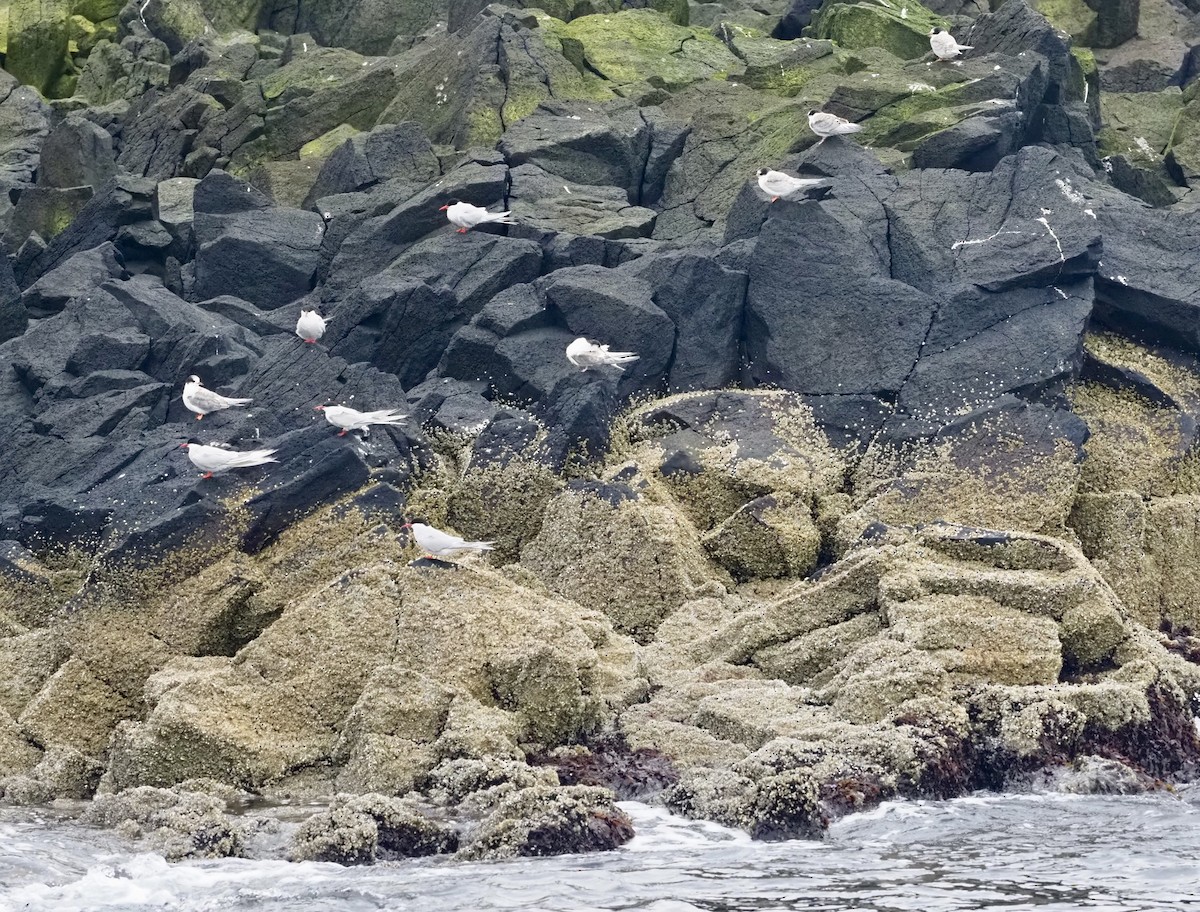 rybák dlouhoocasý - ML623378131