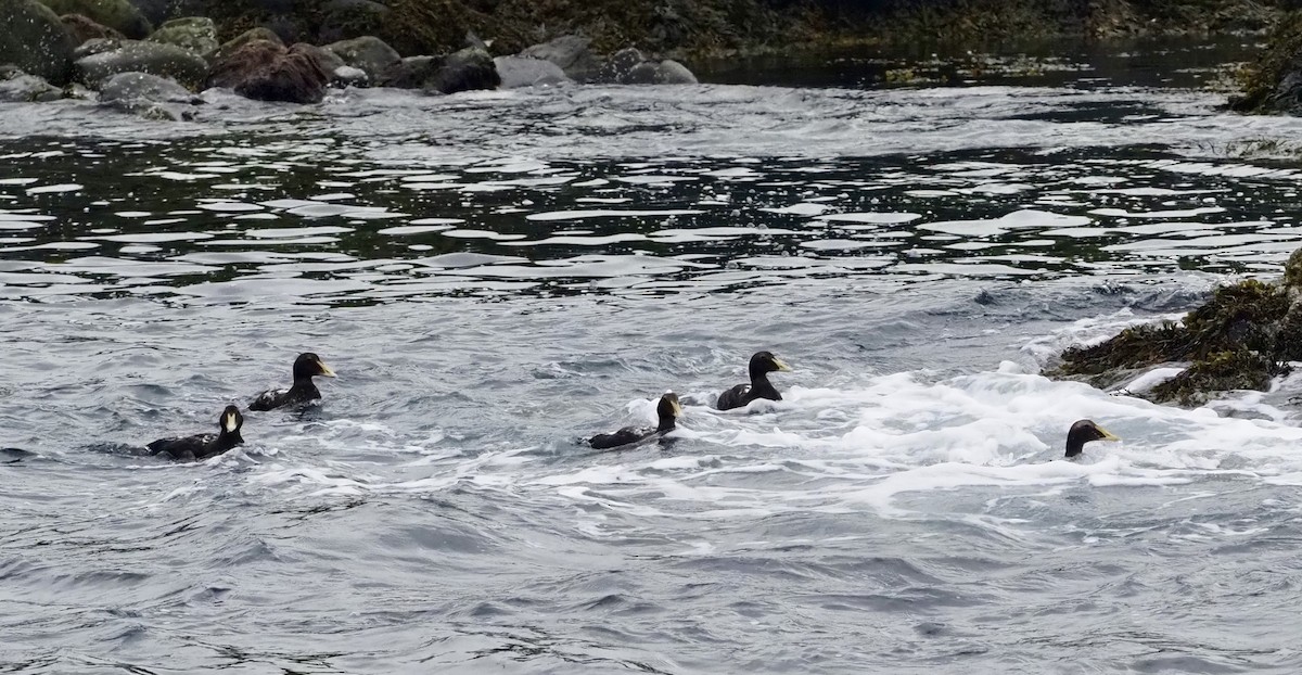 kajka mořská - ML623378166