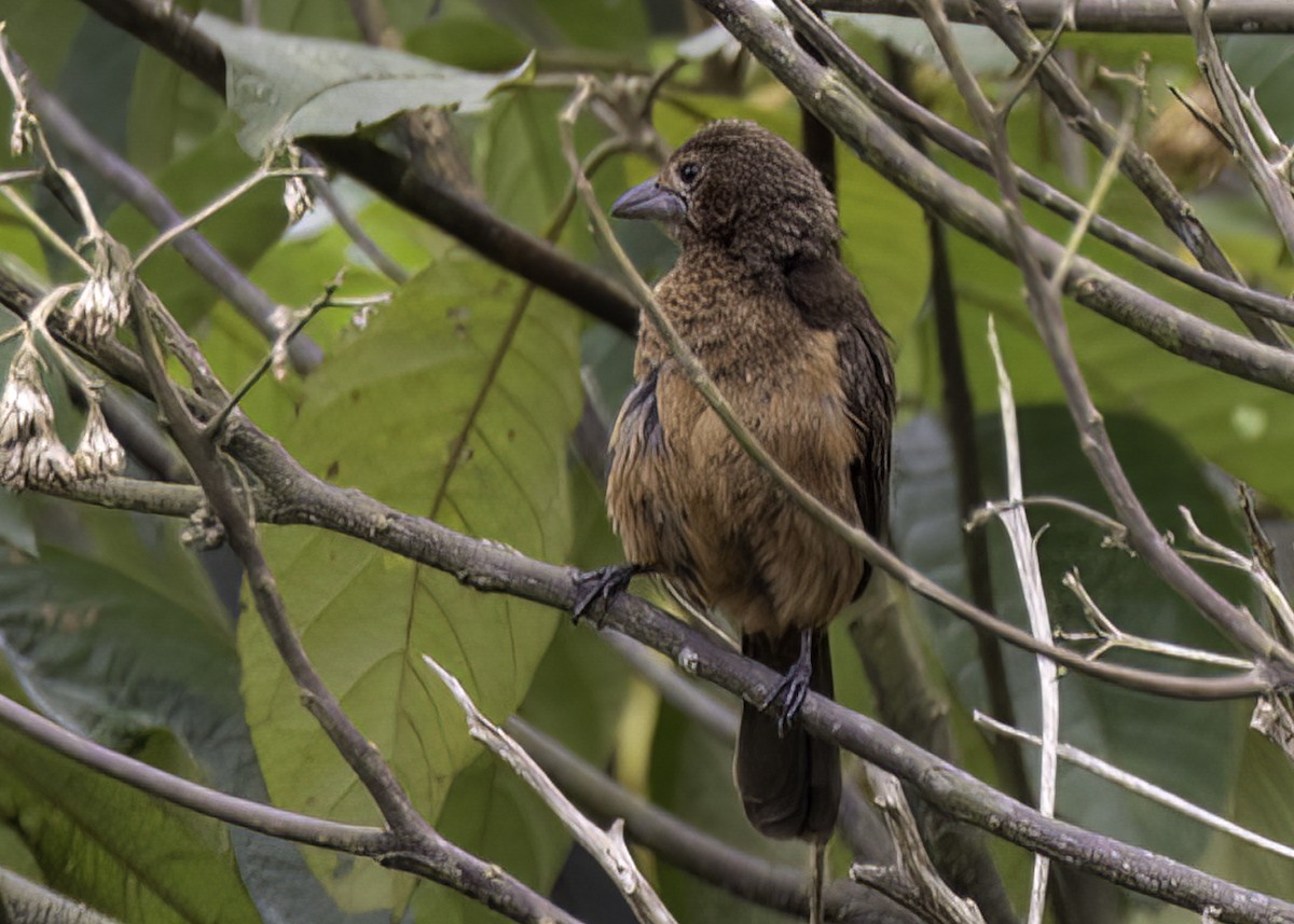 Silver-beaked Tanager - ML623378189