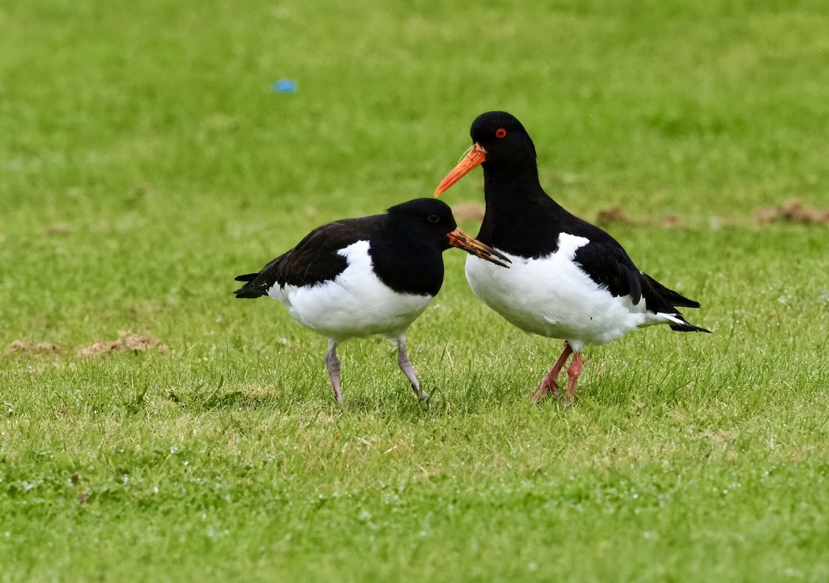 ústřičník velký - ML623378192