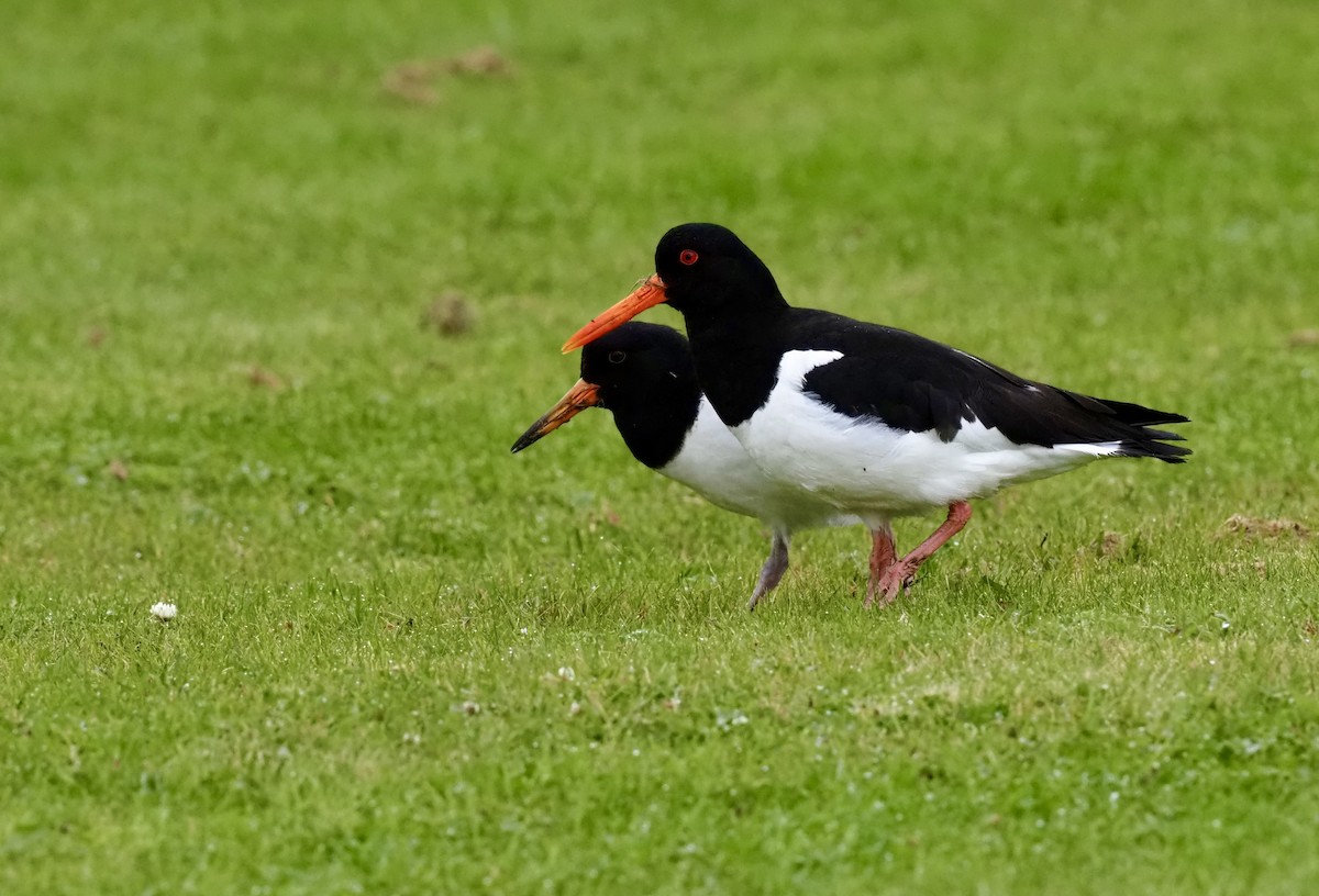 ústřičník velký - ML623378193