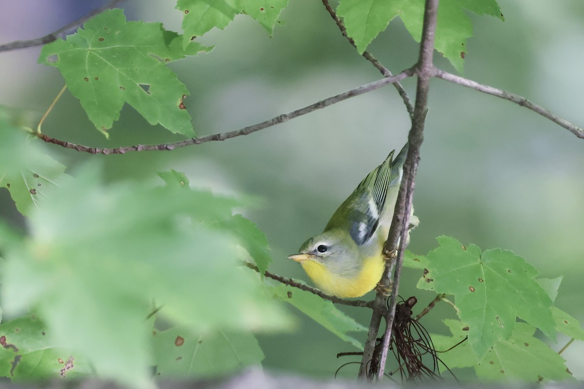 Northern Parula - ML623378194