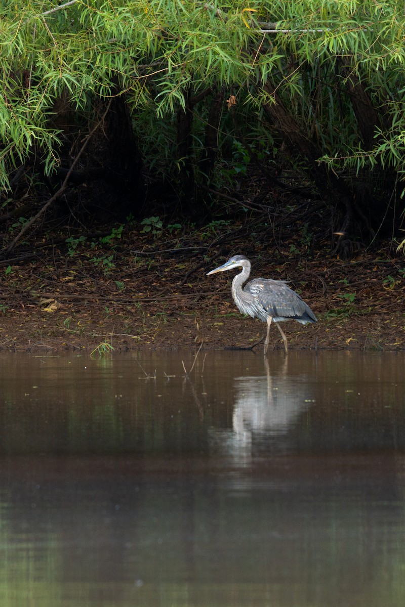 Great Blue Heron - ML623378203