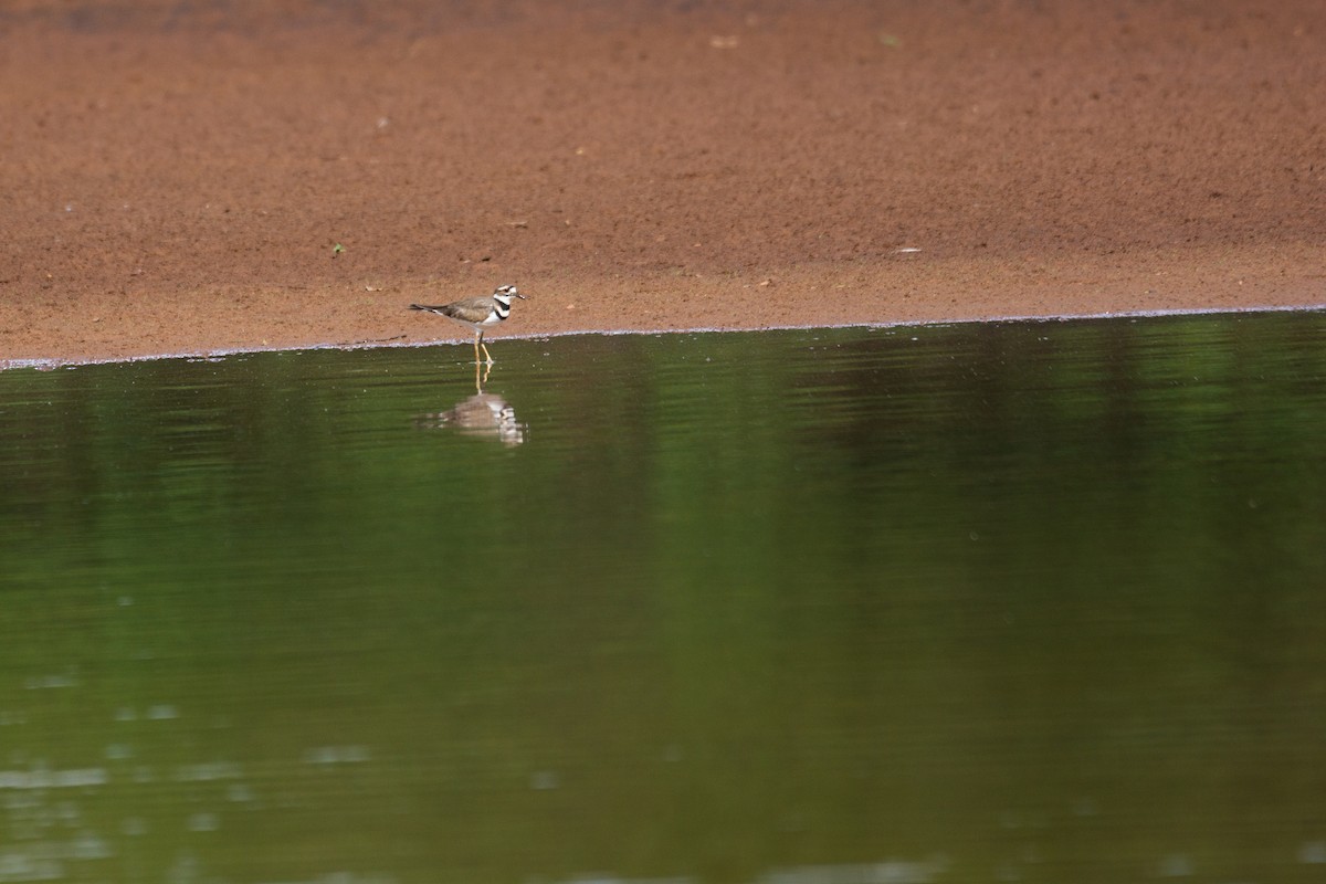 Killdeer - ML623378206