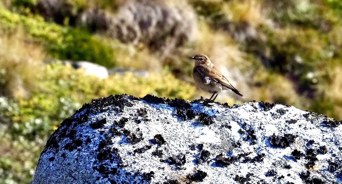 Адууч чогчиго - ML623378233