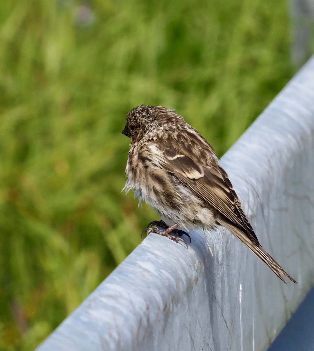čečetka zimní (ssp. flammea/rostrata/islandica) - ML623378243