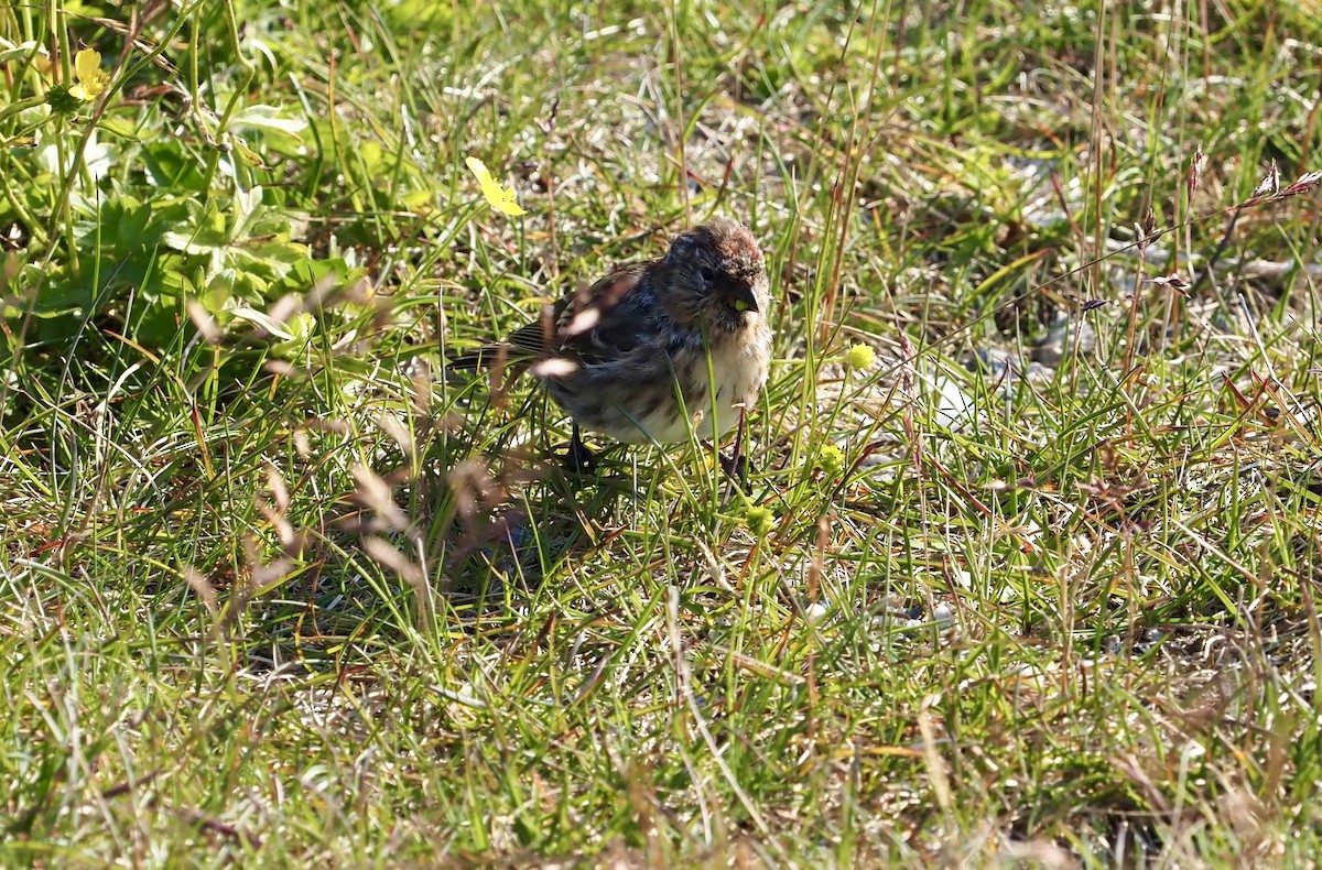 čečetka zimní (ssp. flammea/rostrata/islandica) - ML623378244