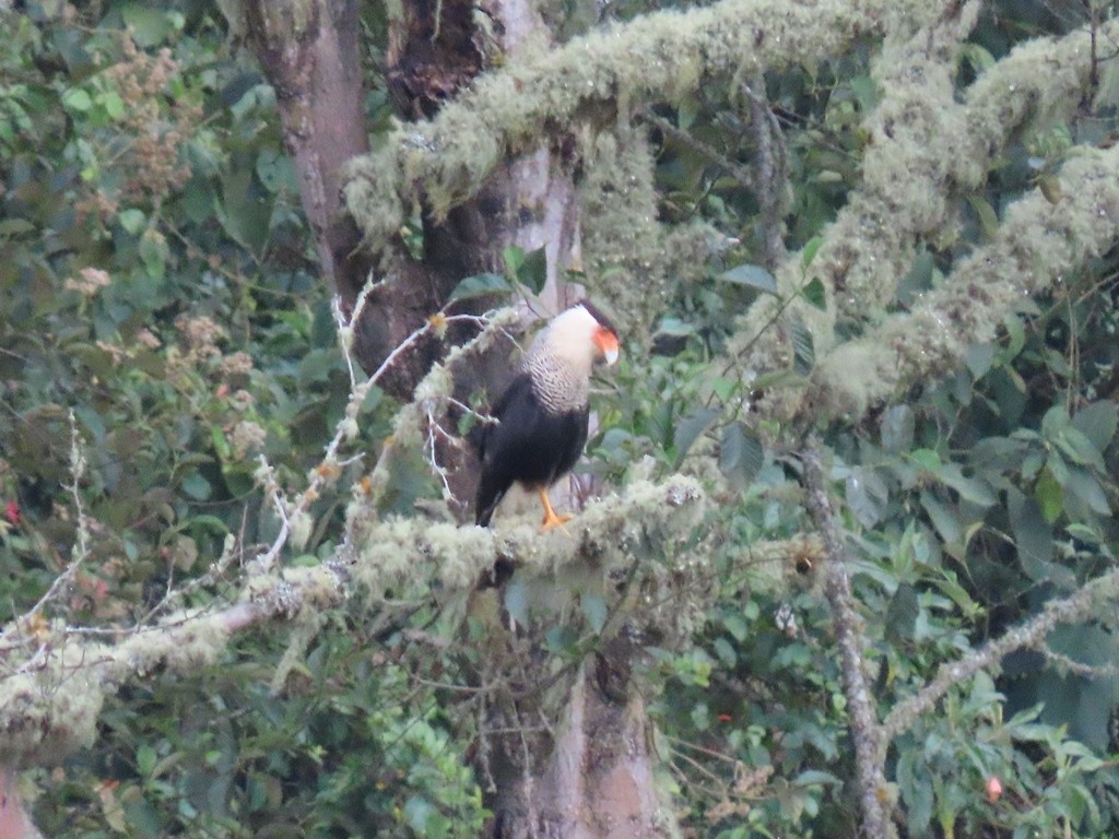 Crested Caracara (Northern) - ML623378395