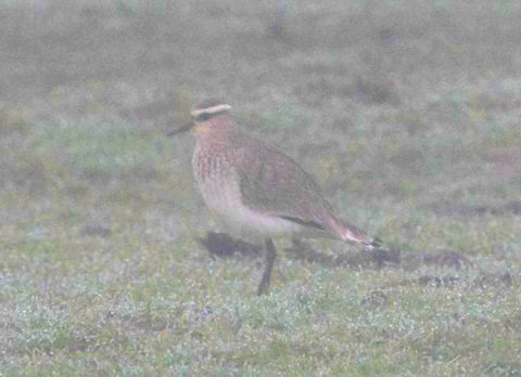 Sociable Lapwing - ML623378403