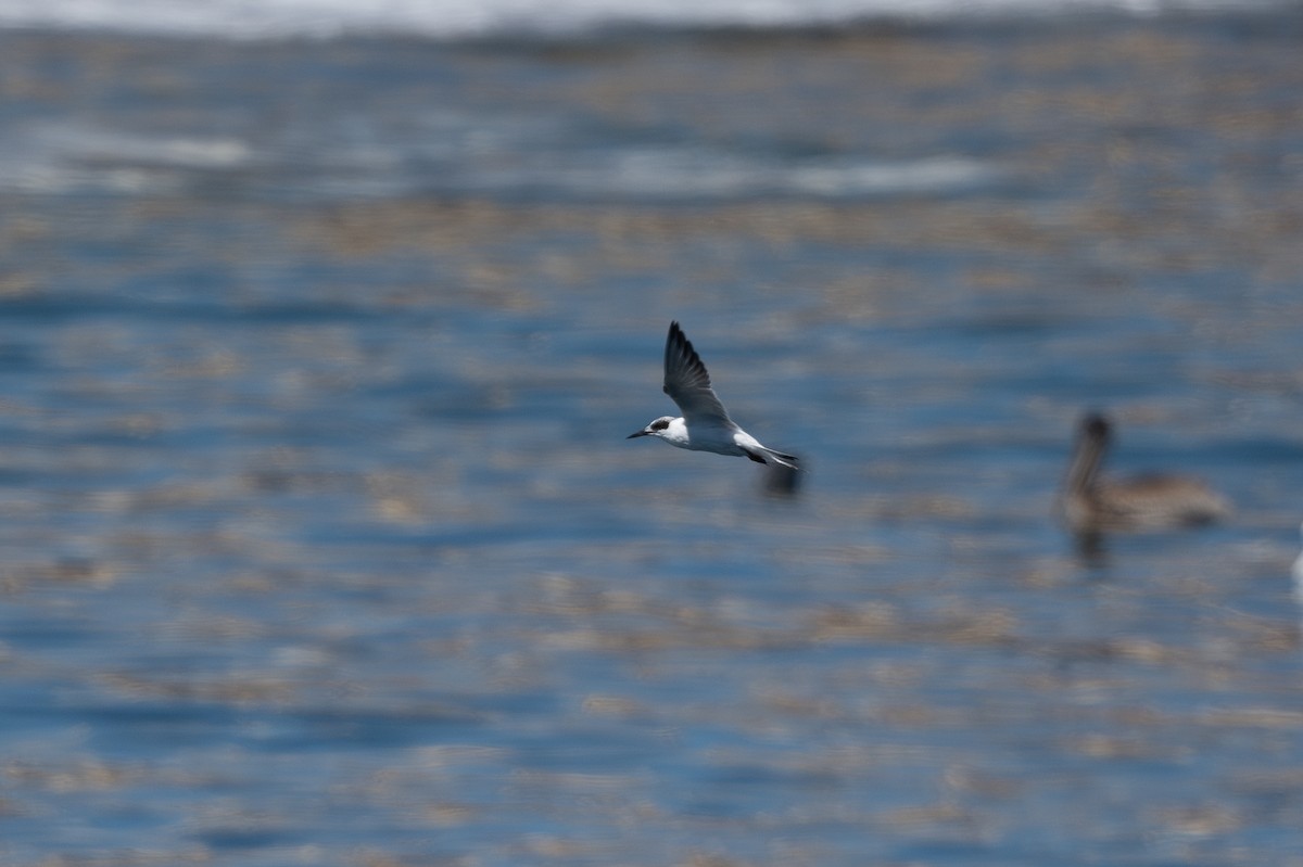 Forster's Tern - ML623378408