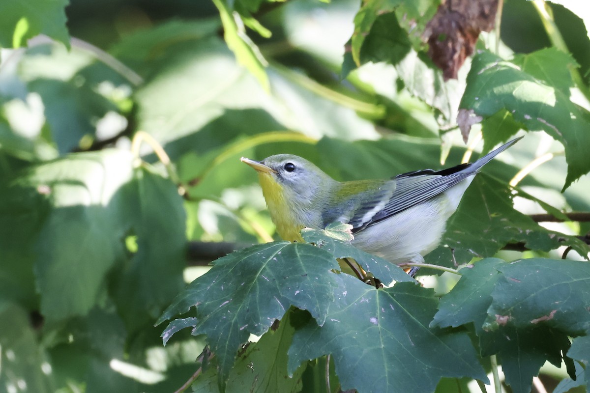 Northern Parula - ML623378429