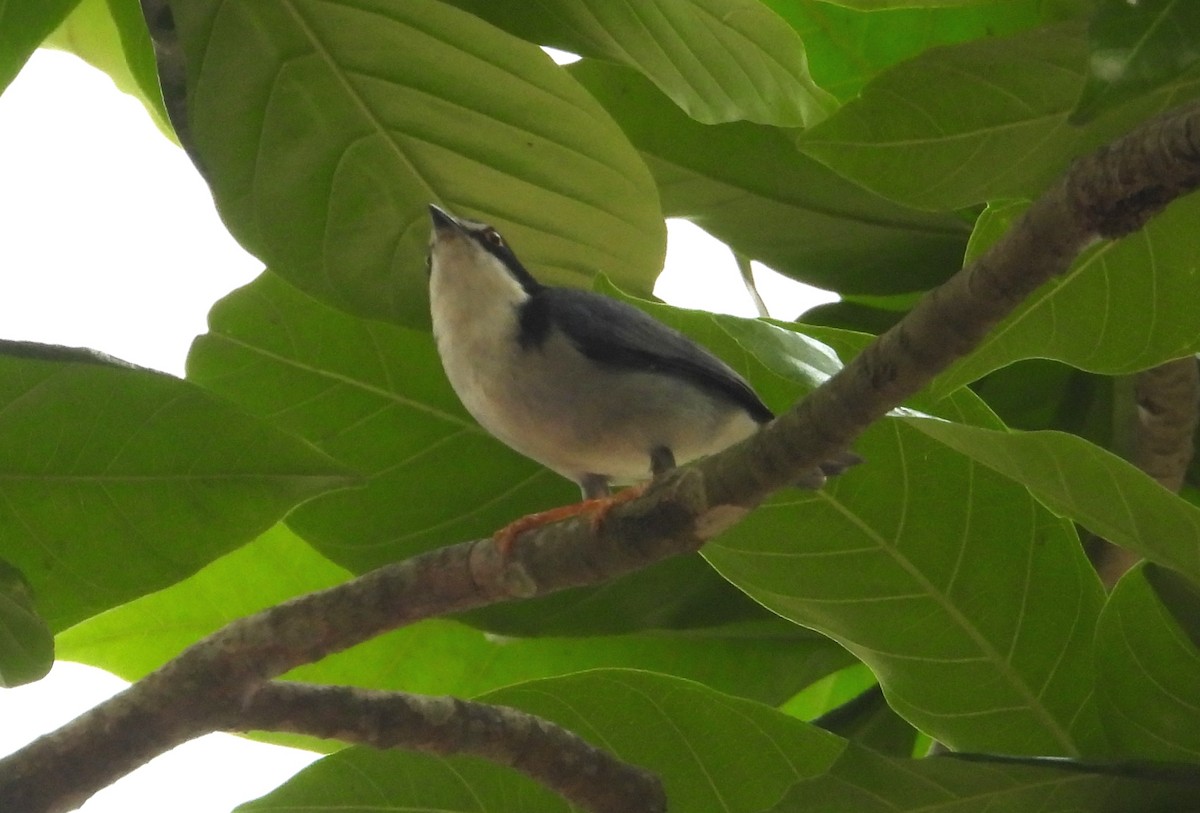 Hooded Tanager - ML623378446