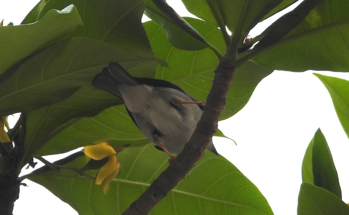 Hooded Tanager - ML623378447