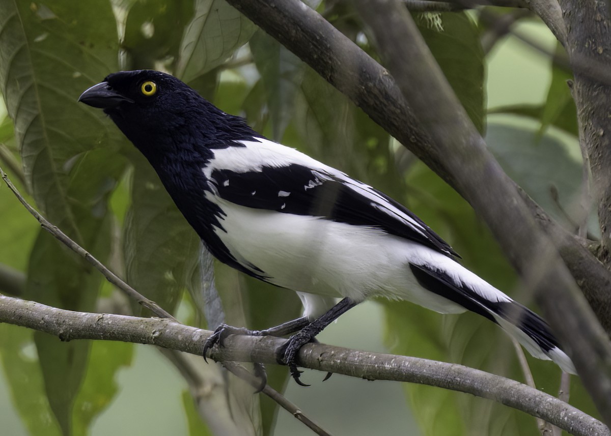 Magpie Tanager - ML623378480