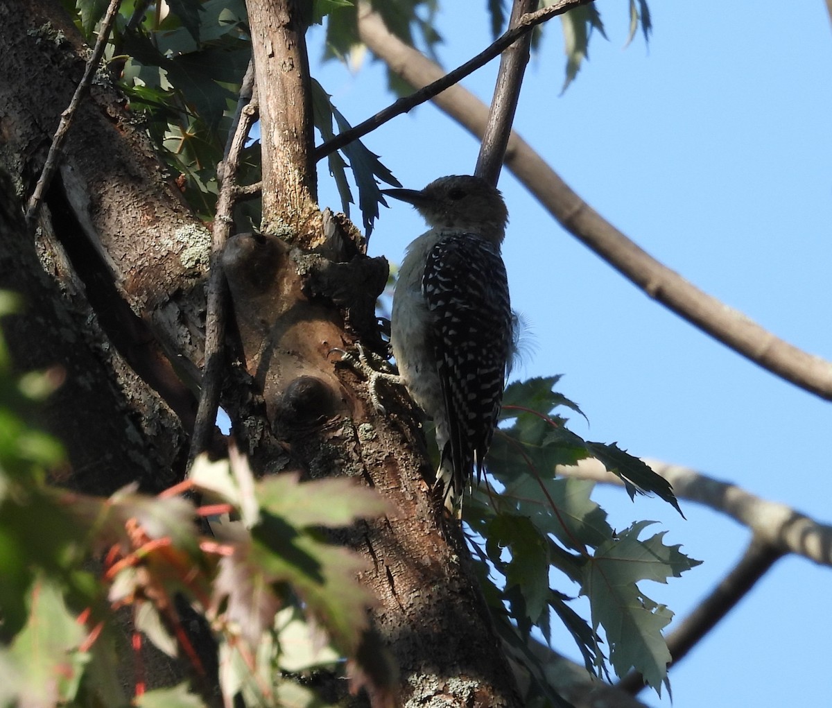 Red-bellied Woodpecker - Jean Lemoyne