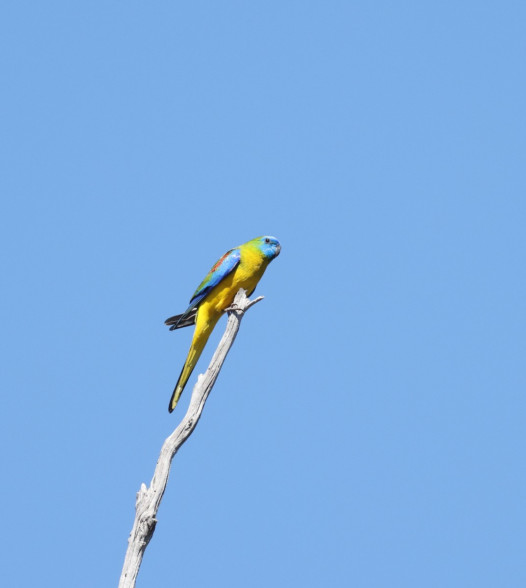 Turquoise Parrot - Luke sbeghen