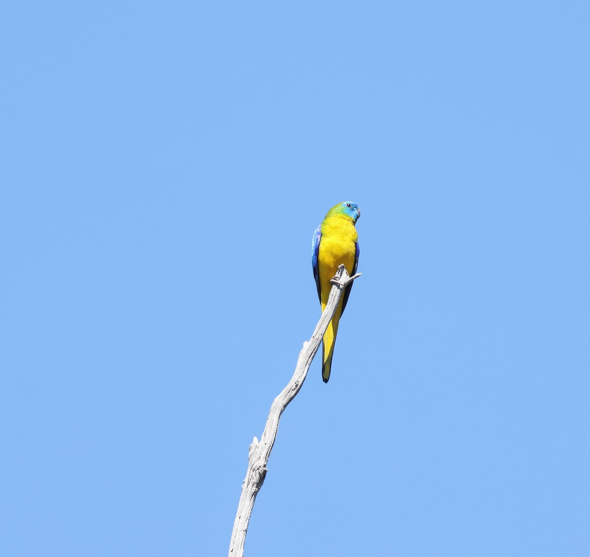 Turquoise Parrot - ML623378494