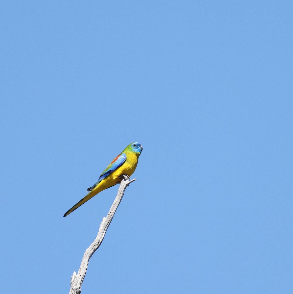 Turquoise Parrot - ML623378495