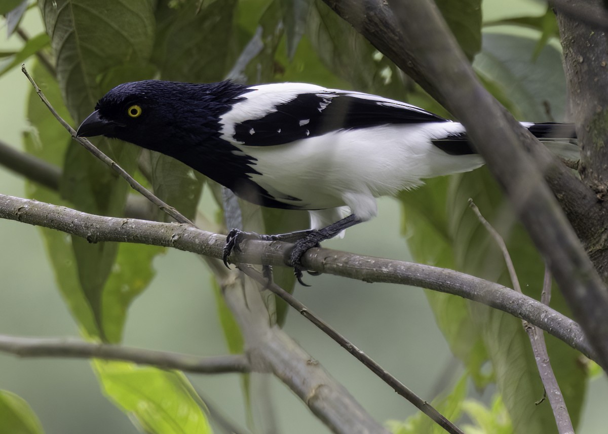 Magpie Tanager - ML623378496