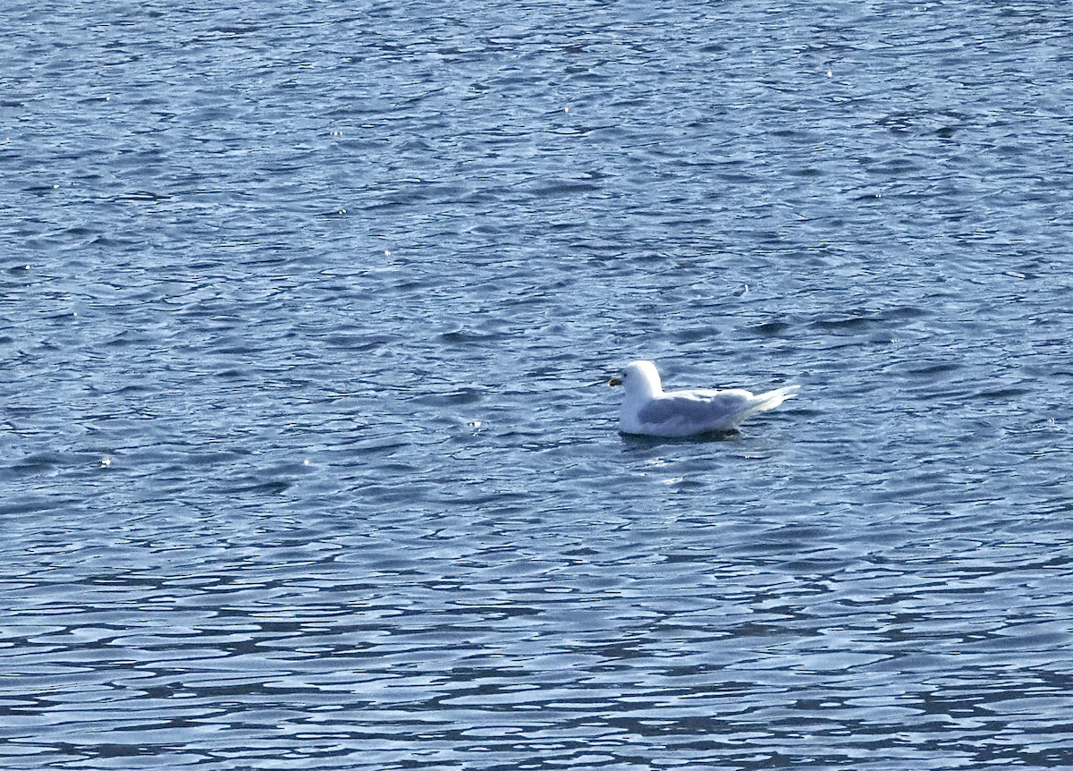 racek šedý - ML623378566