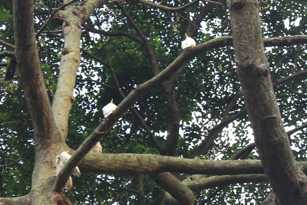 Yellow-crested Cockatoo - ML623378595