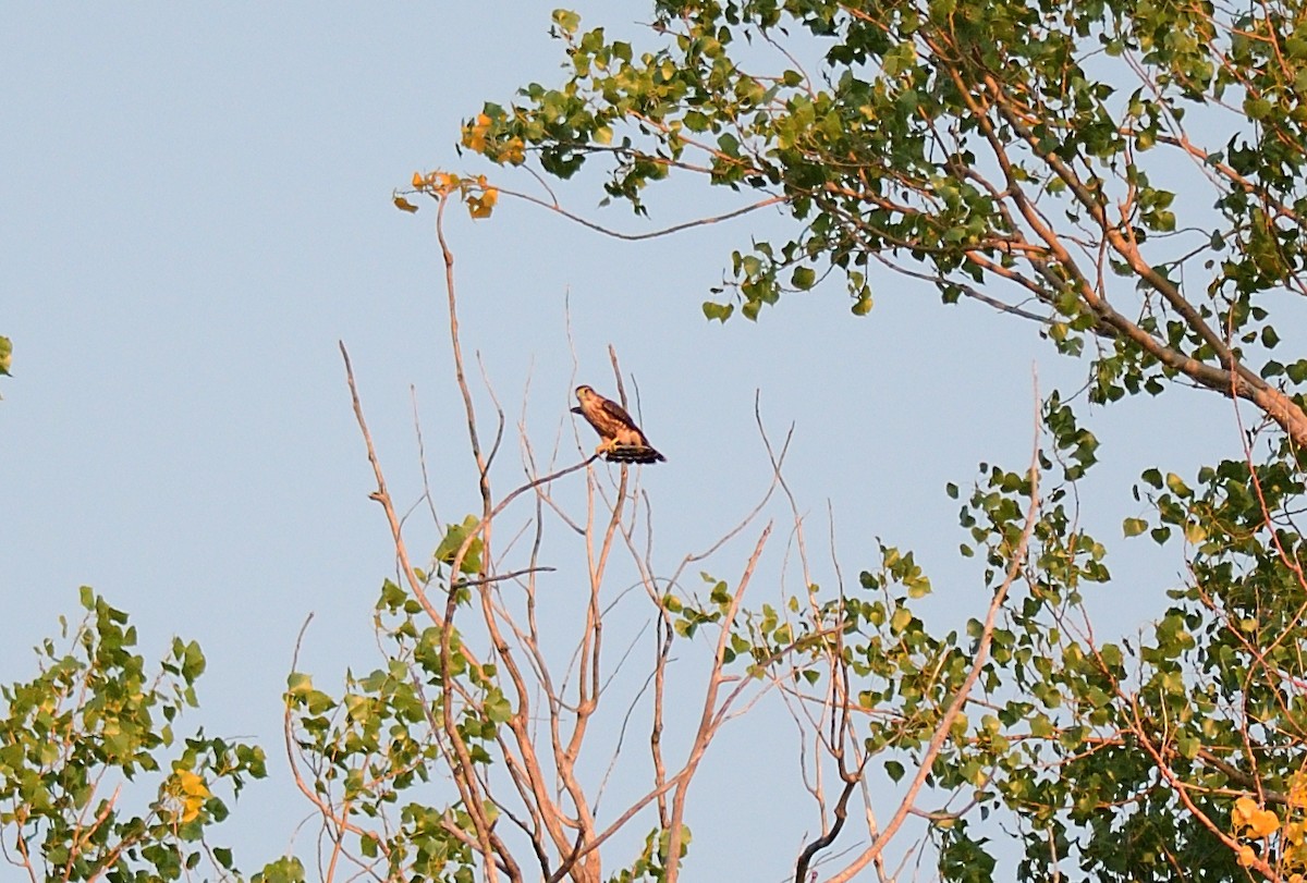 dřemlík tundrový (ssp. columbarius) - ML623378637