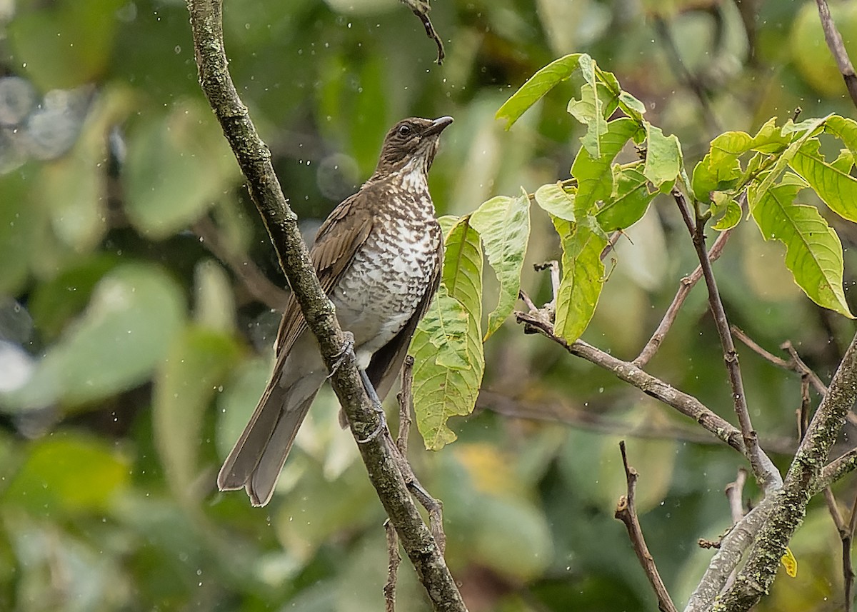 Marañon Thrush - ML623378729