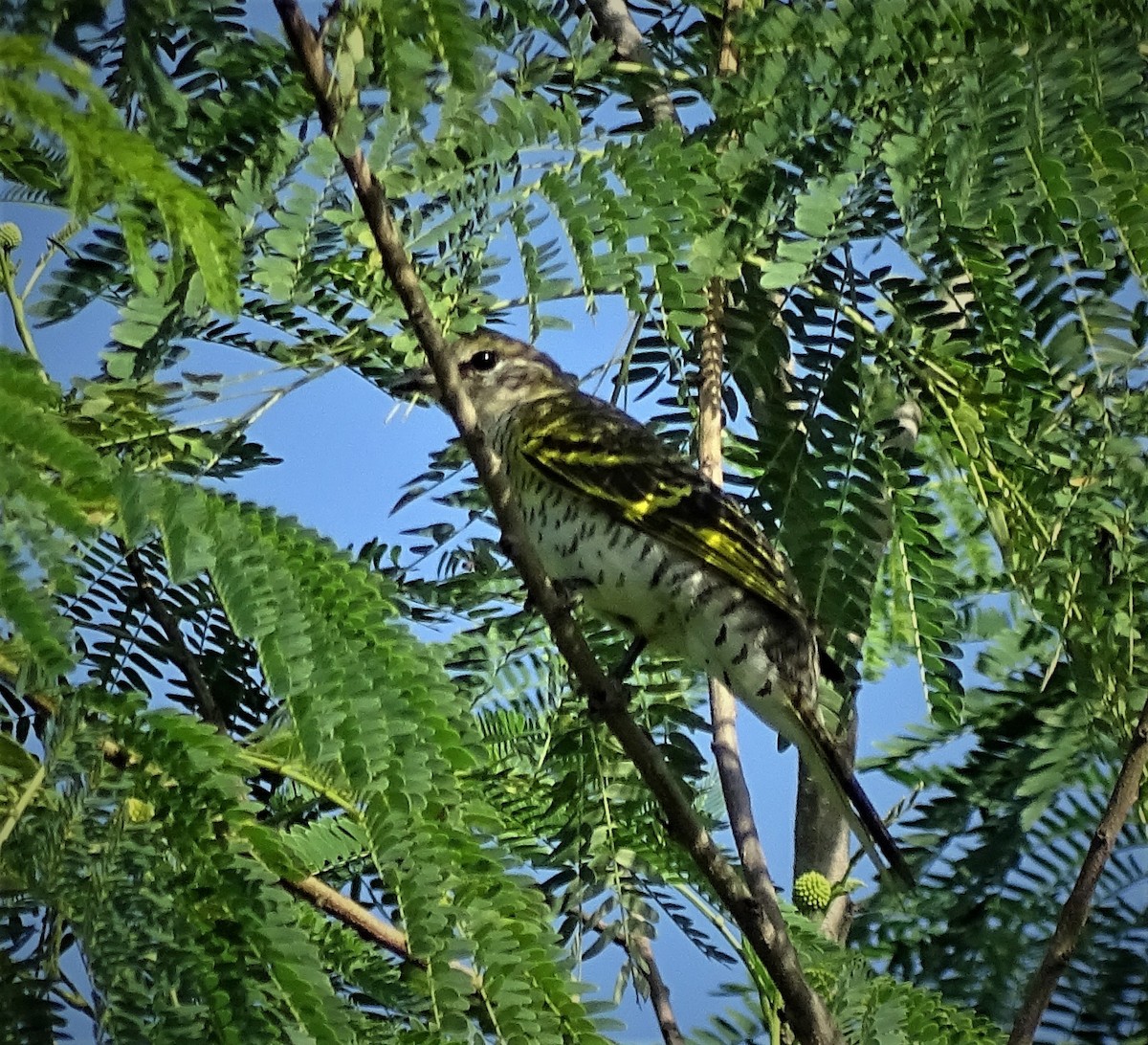 Black Cuckooshrike - ML62337881