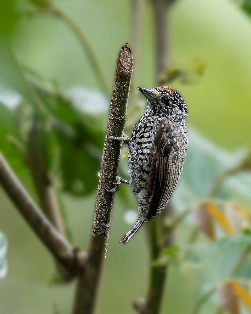 Speckle-chested Piculet - ML623378822