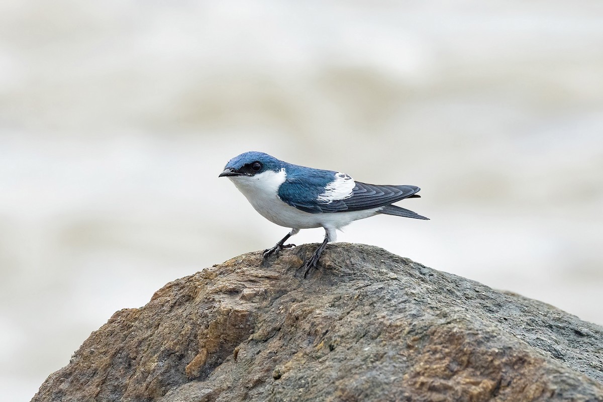 White-winged Swallow - ML623378833