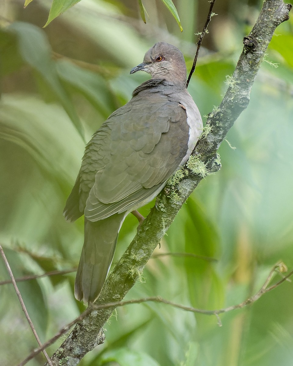 White-tipped Dove - ML623378836