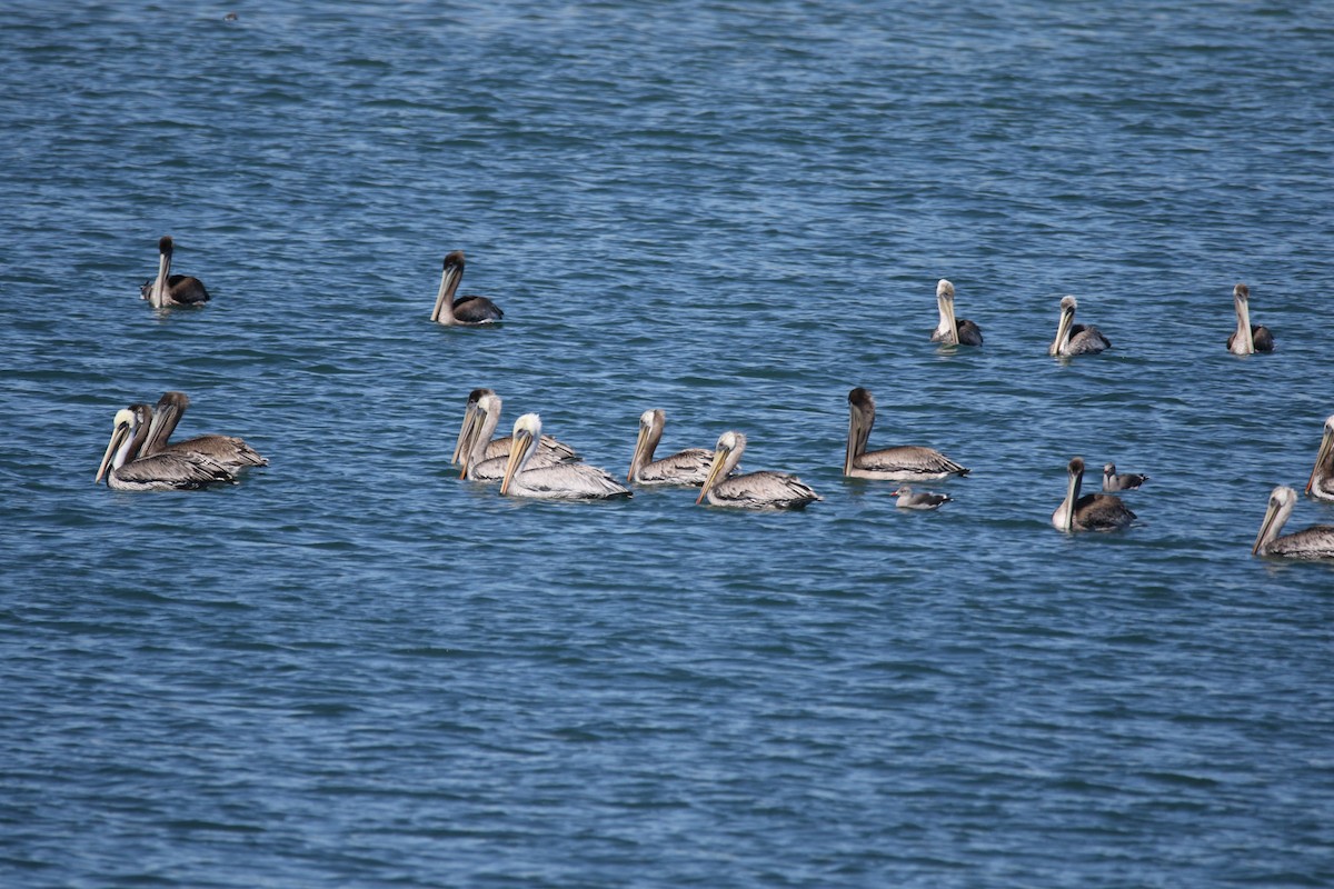 Brown Pelican - ML623378869