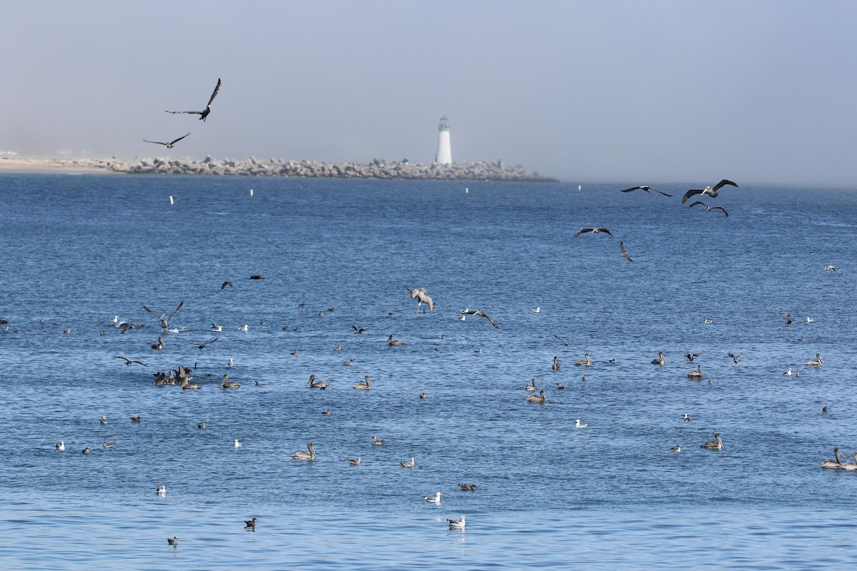 Brown Pelican - ML623378880