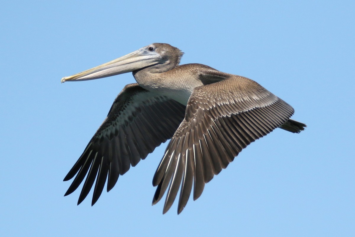 Brown Pelican - ML623378906