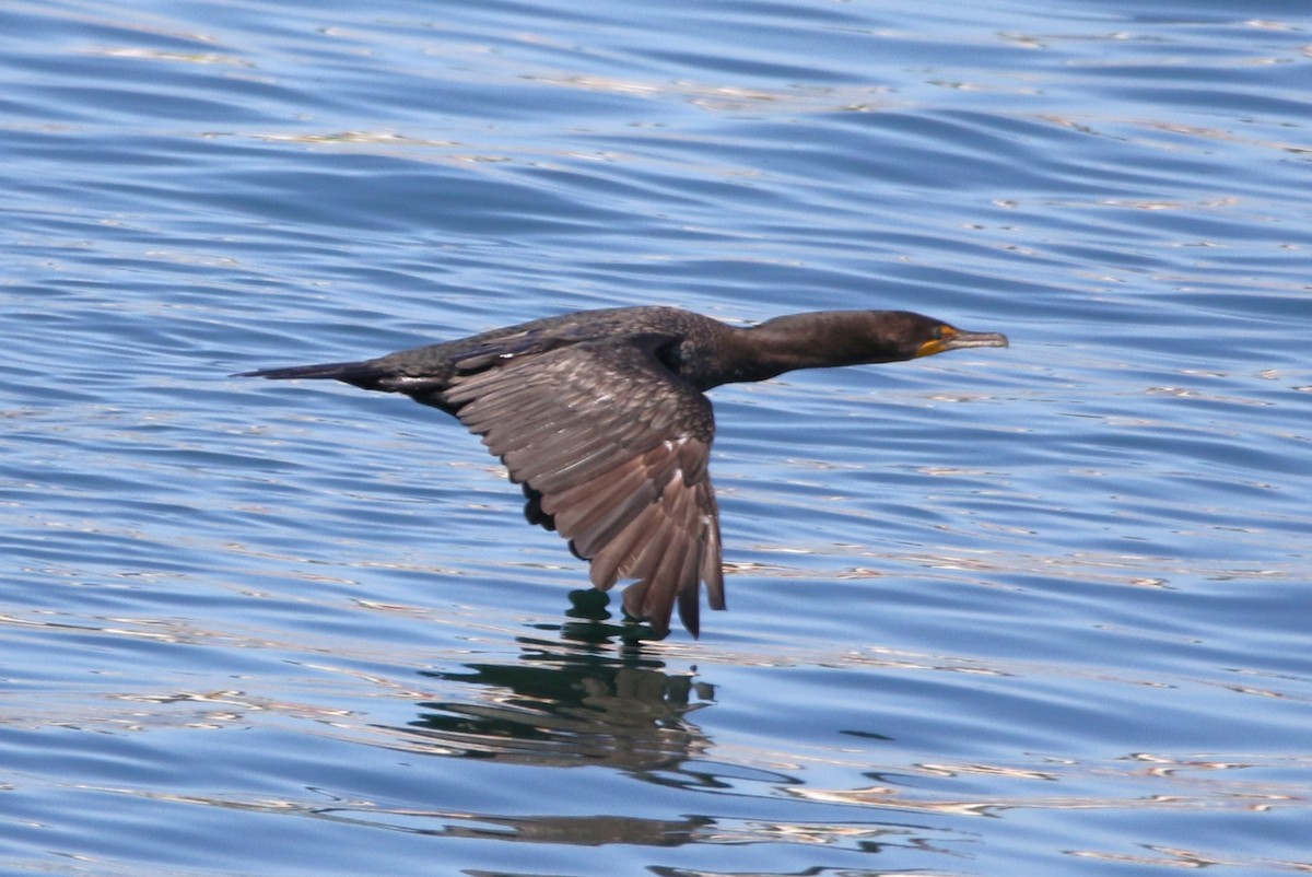 Double-crested Cormorant - ML623378926