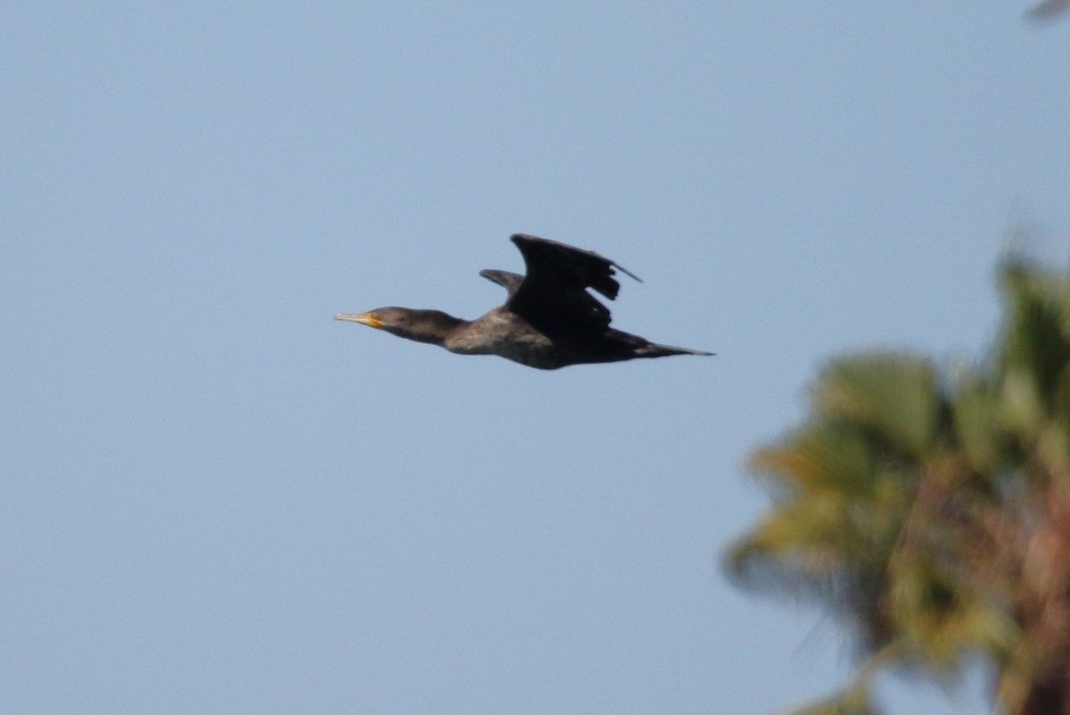 Double-crested Cormorant - ML623378936