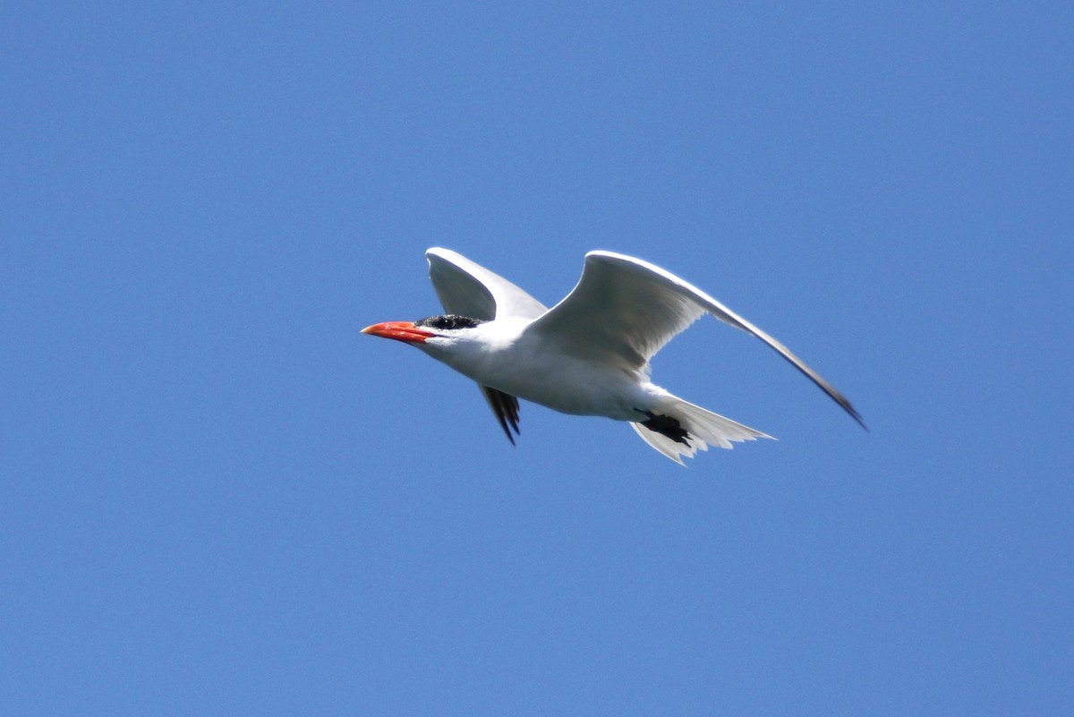 Caspian Tern - ML623378944