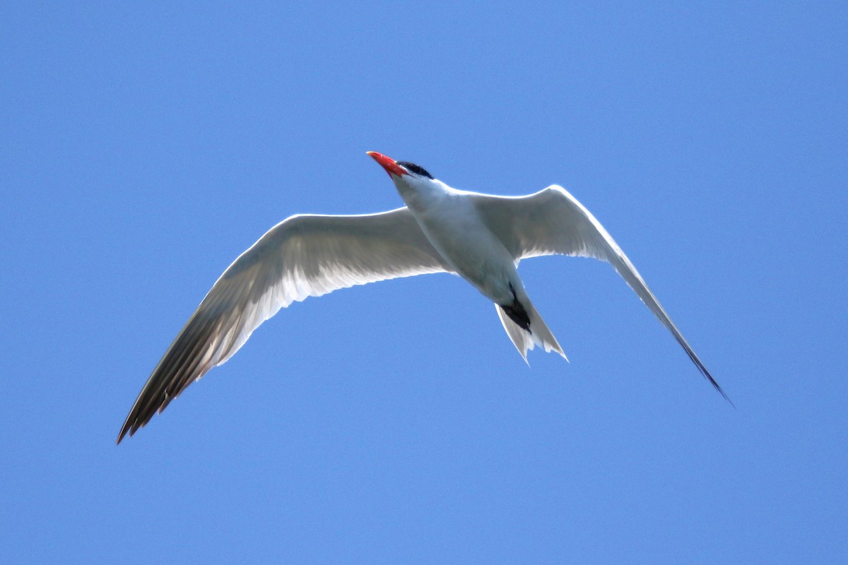 Caspian Tern - ML623378945