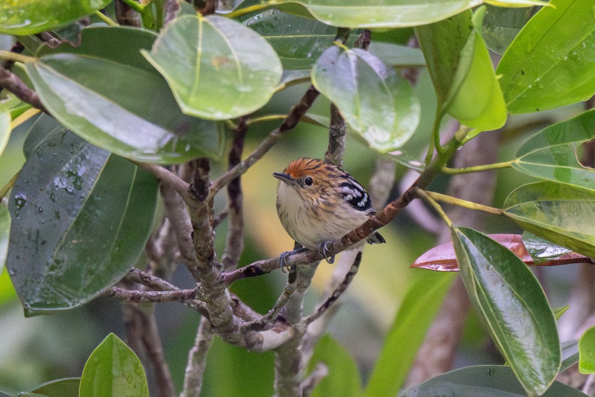 Amazonian Streaked-Antwren - ML623378946