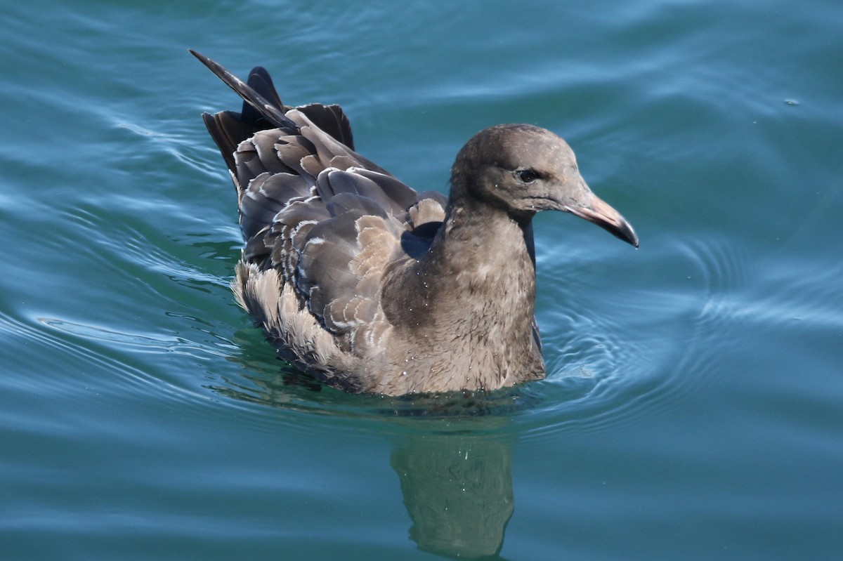 Heermann's Gull - ML623378949