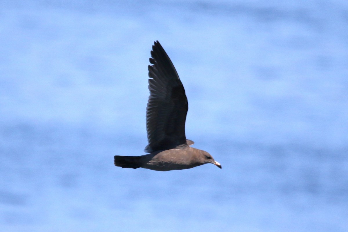 Heermann's Gull - ML623378950