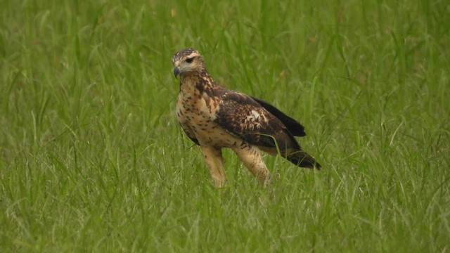 オオクロノスリ - ML623378995