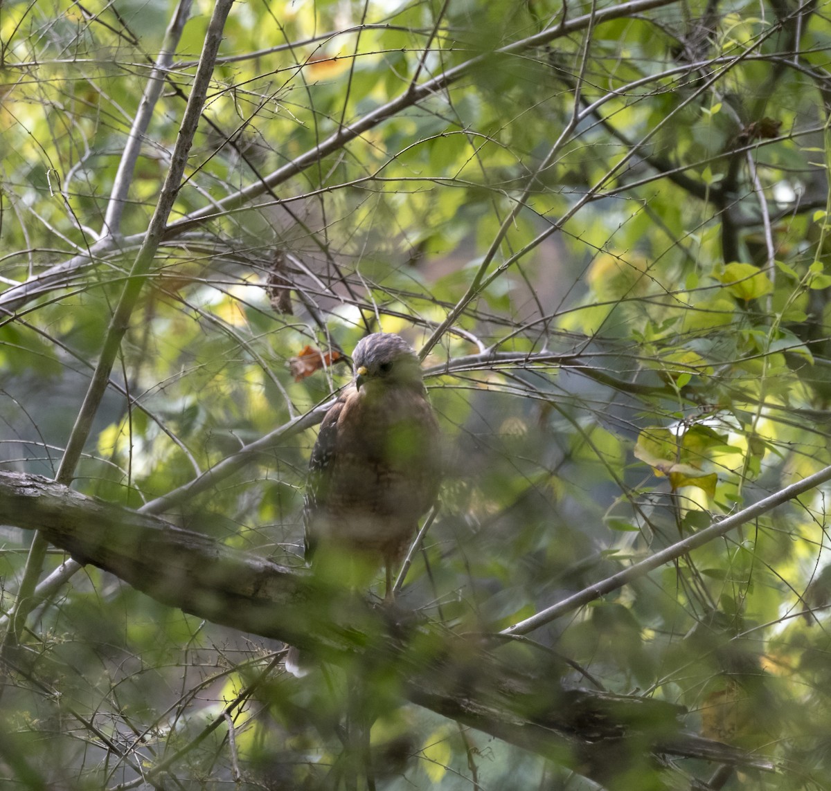 Red-shouldered Hawk - Sarah Draper