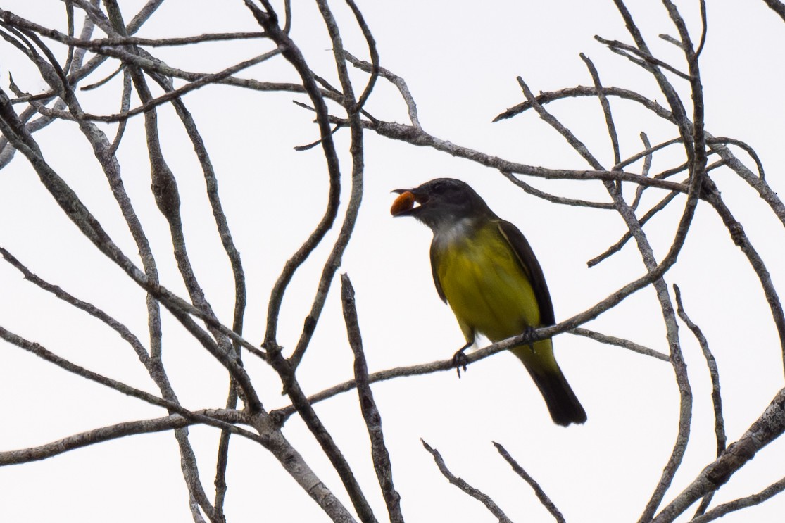 Sulphury Flycatcher - ML623379012