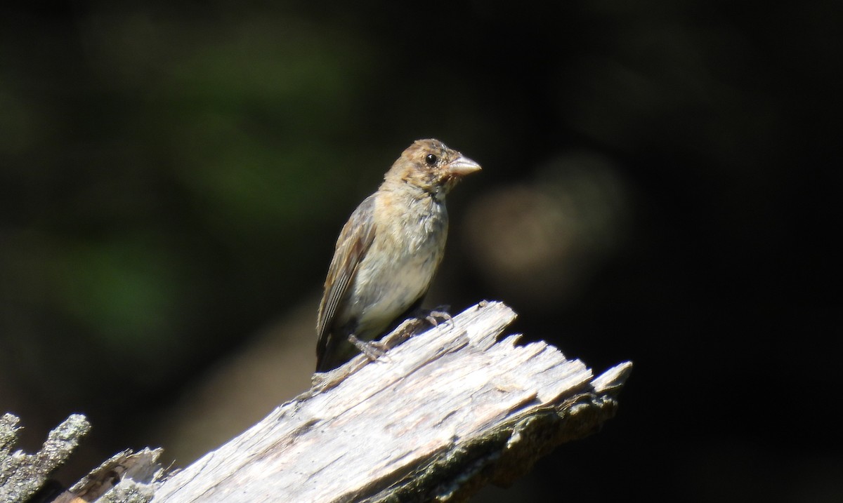 Indigo Bunting - Cristina Hartshorn