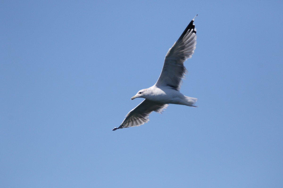 California Gull - ML623379032