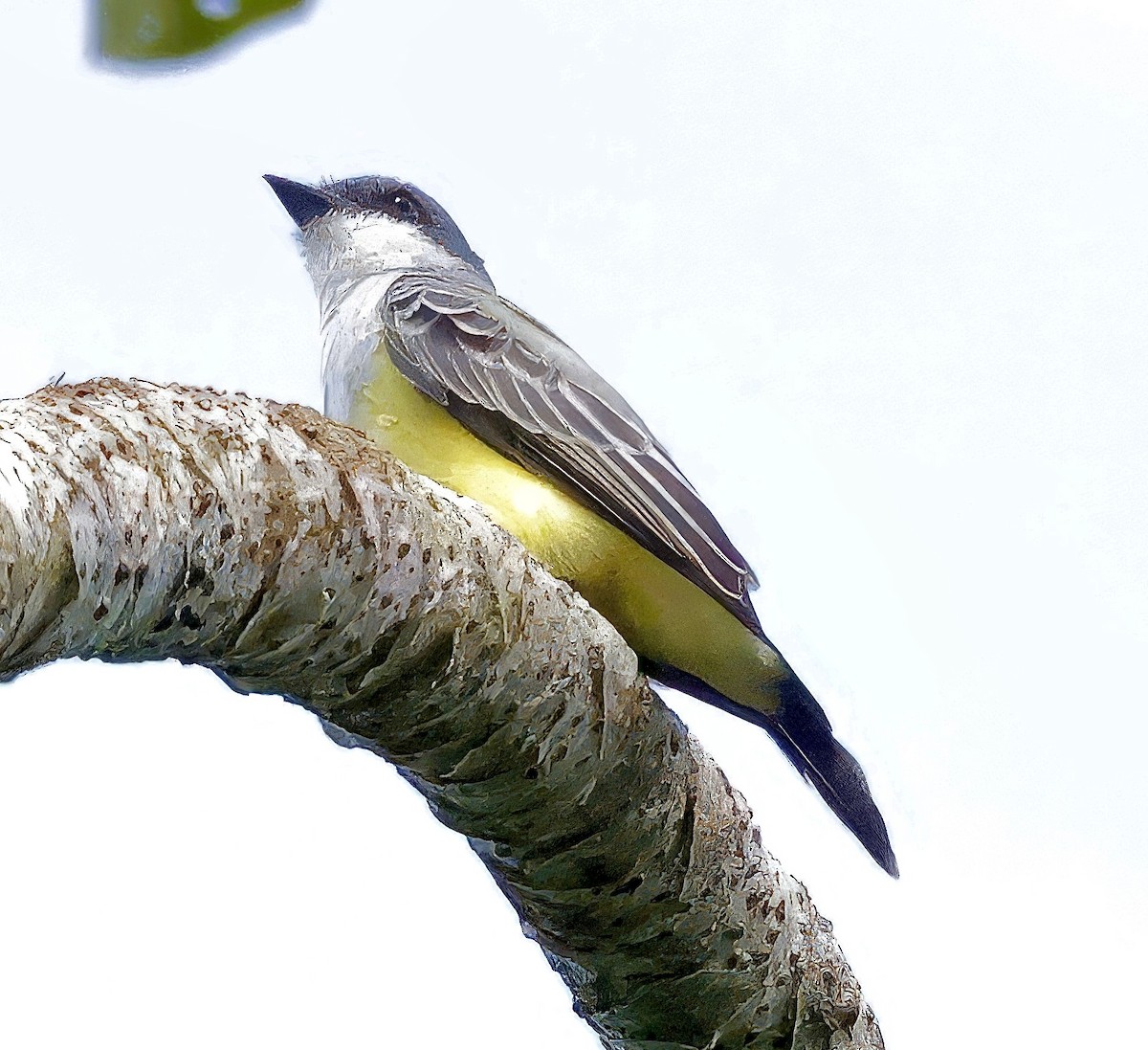 Snowy-throated Kingbird - ML623379035